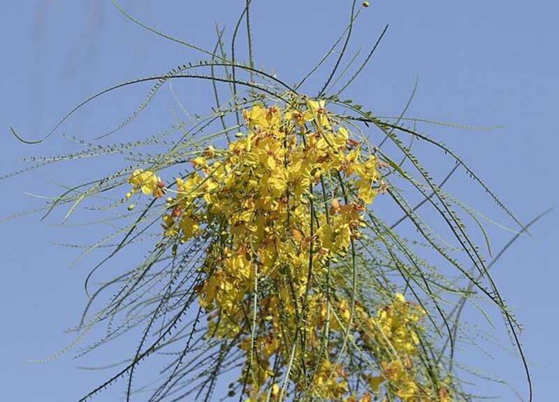 Parkinsonia aculeata