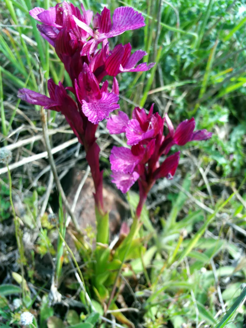Orchis papilionacea