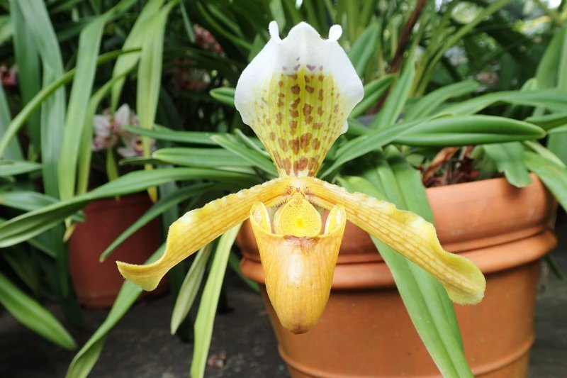 Paphiopedilum spp