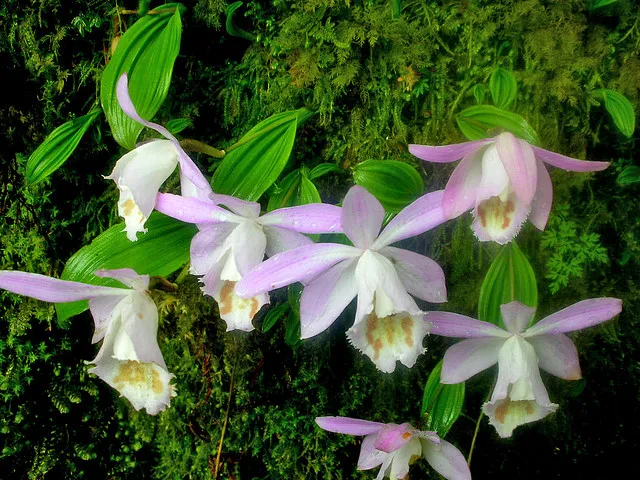 Pleione spp