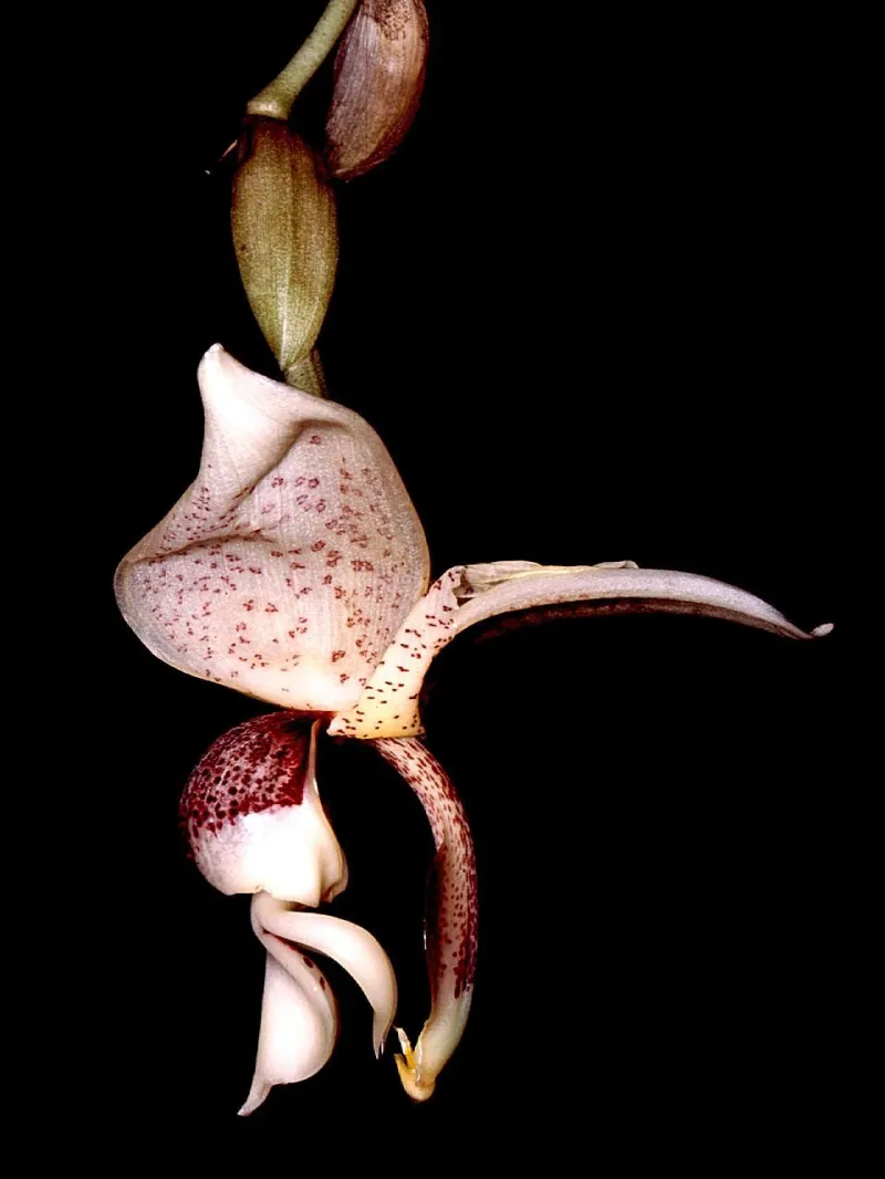 Stanhopea spp