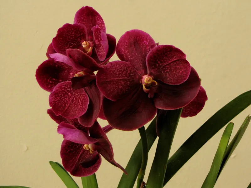 Vanda spp