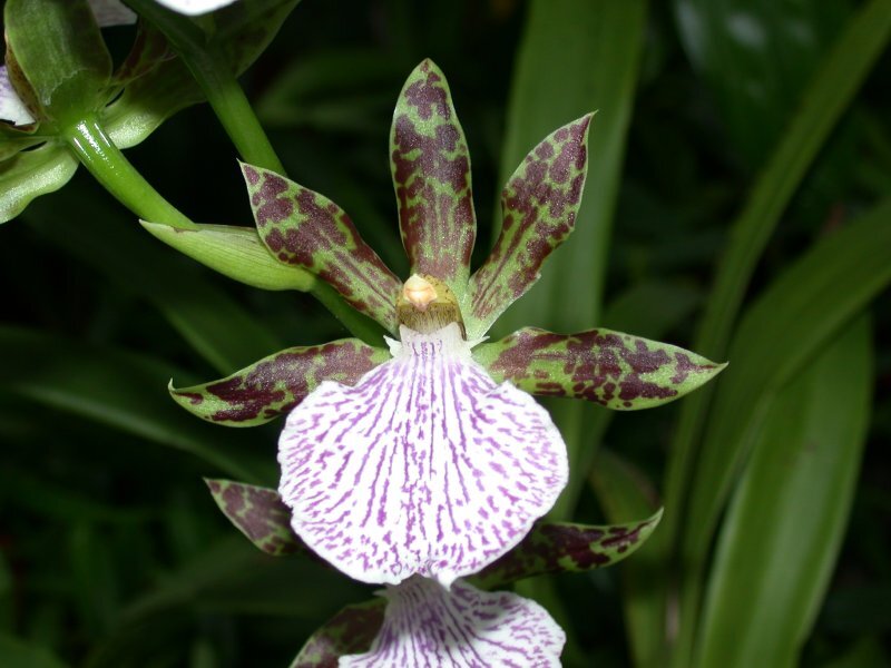 Zygopetalum spp