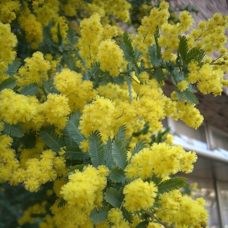 Acacia baileyana F. von Muell
