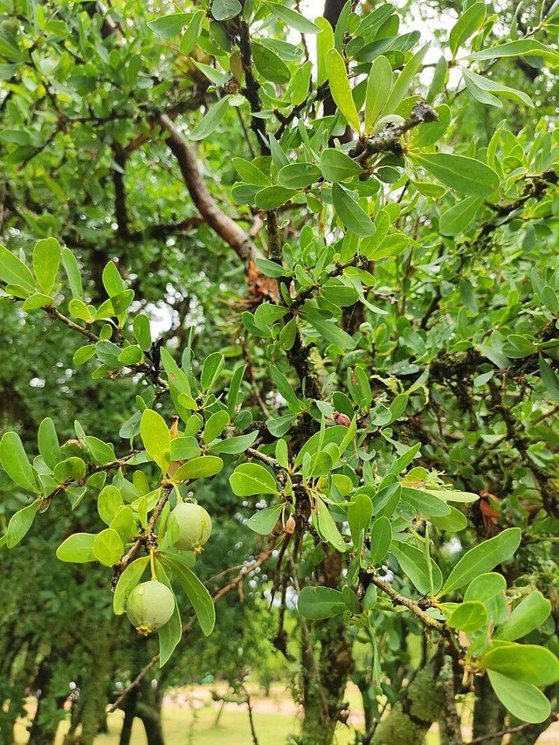 Acanthosyris spinescens