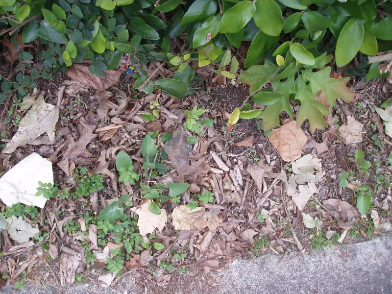 Acer buergerianum Miq