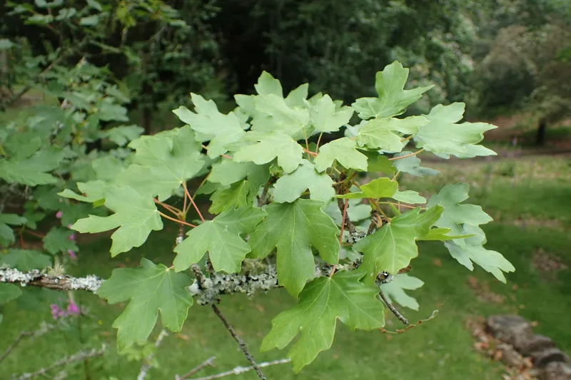 Acer opalus subsp. granatense