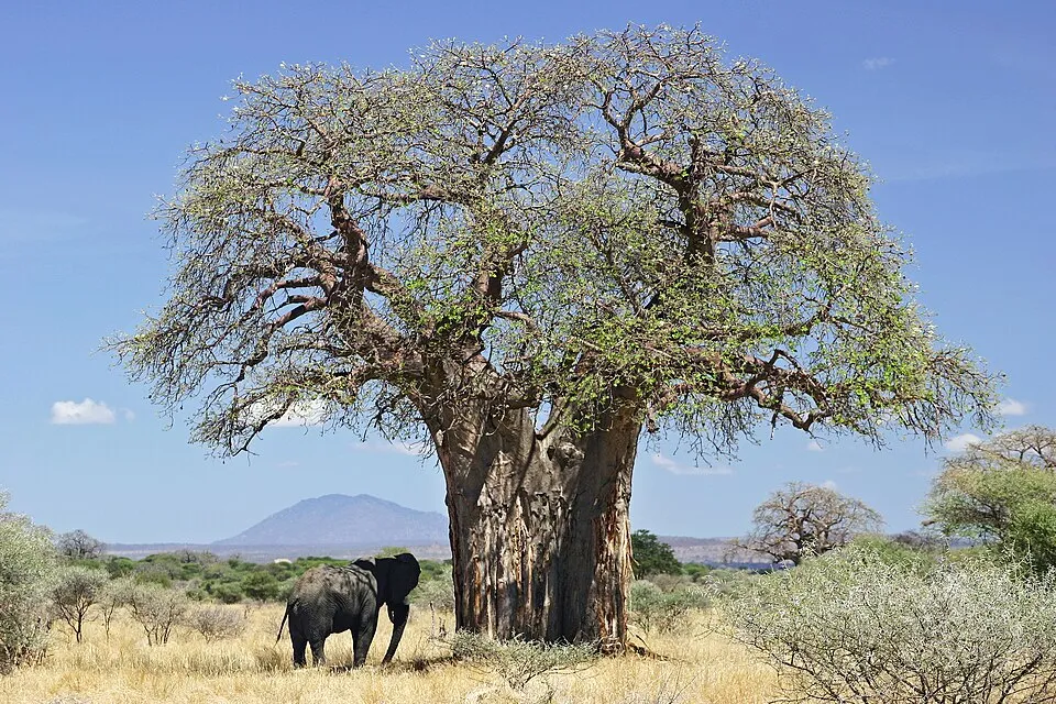 Adansonia digitata L