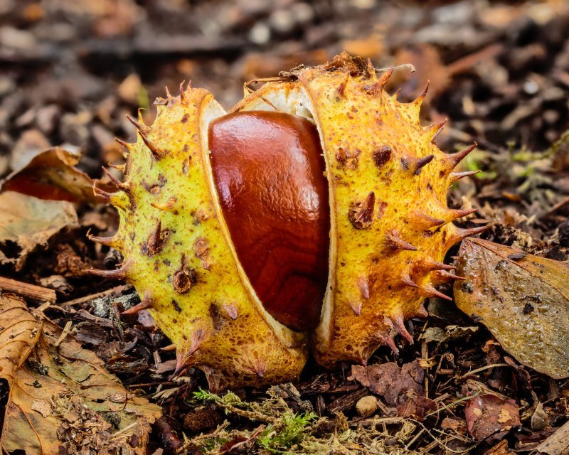 Aesculus hippocastanum L