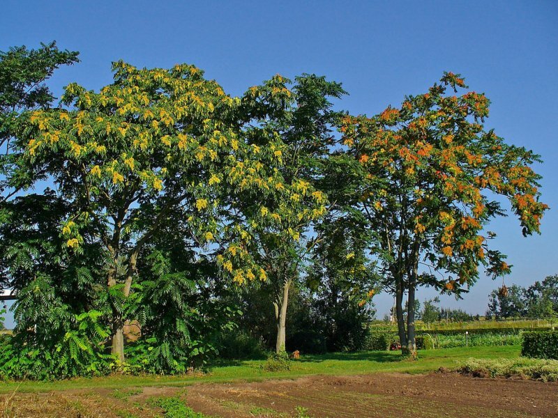 Ailanthus altissima