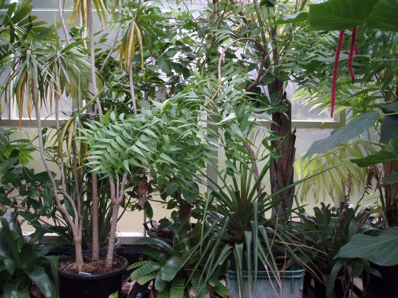 Azadirachta indica A.Juss