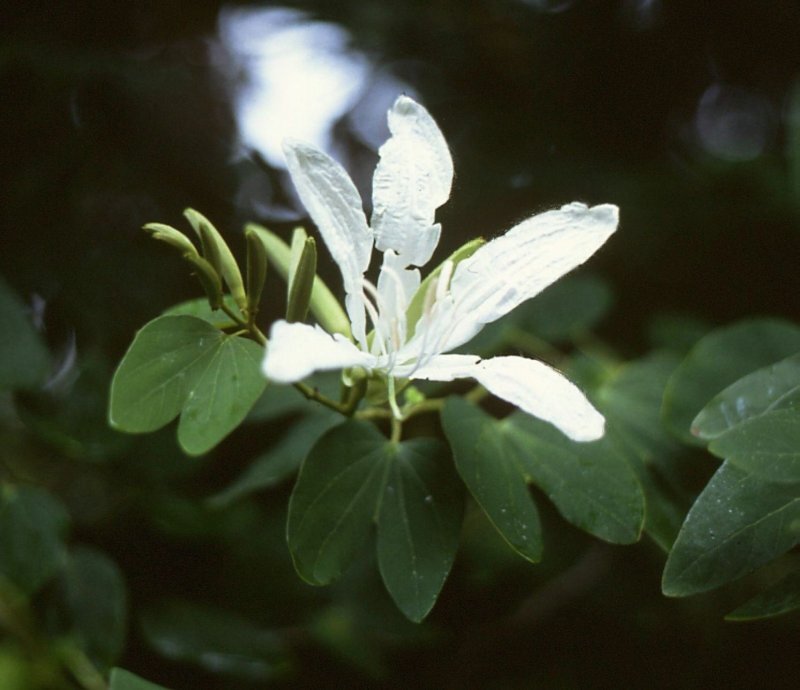 Bauhinia candicans Benth