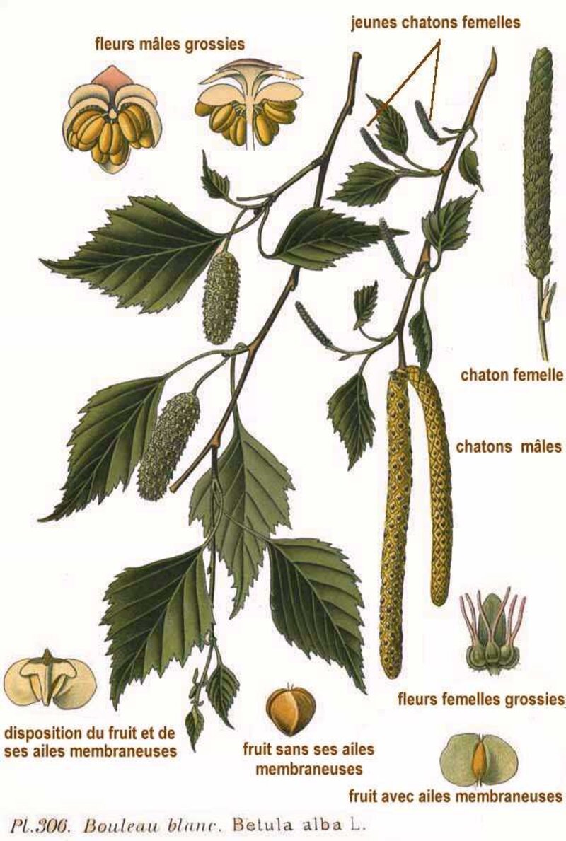 Betula alba L.