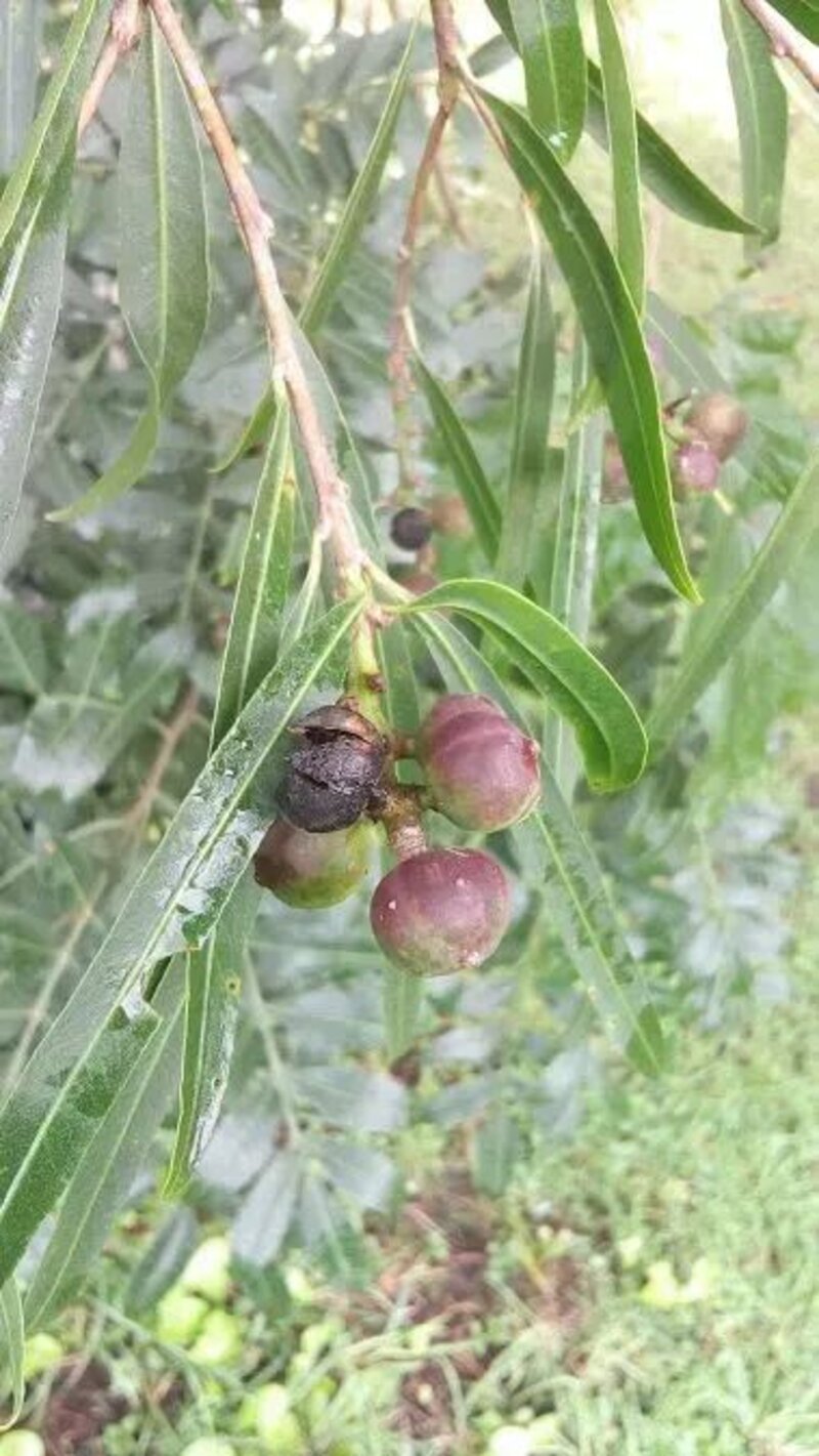 Sapium haematospermum