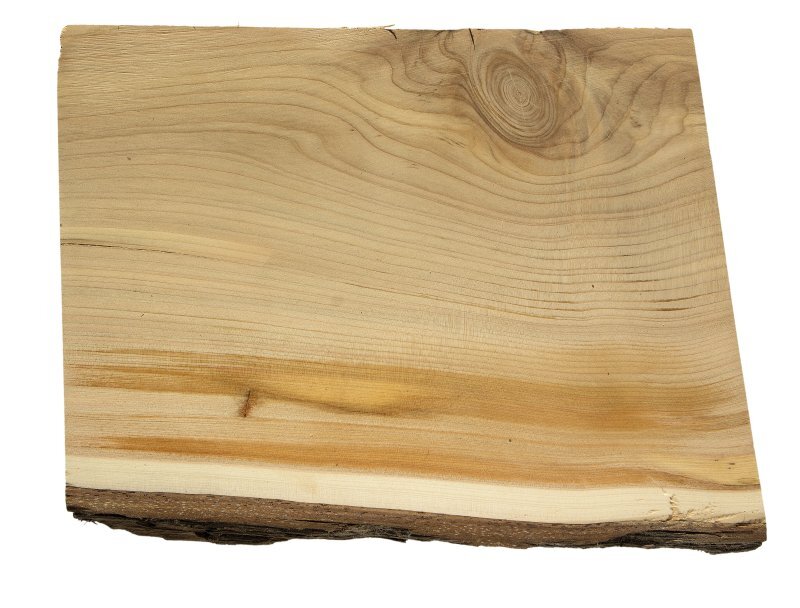 Calocedrus decurrens