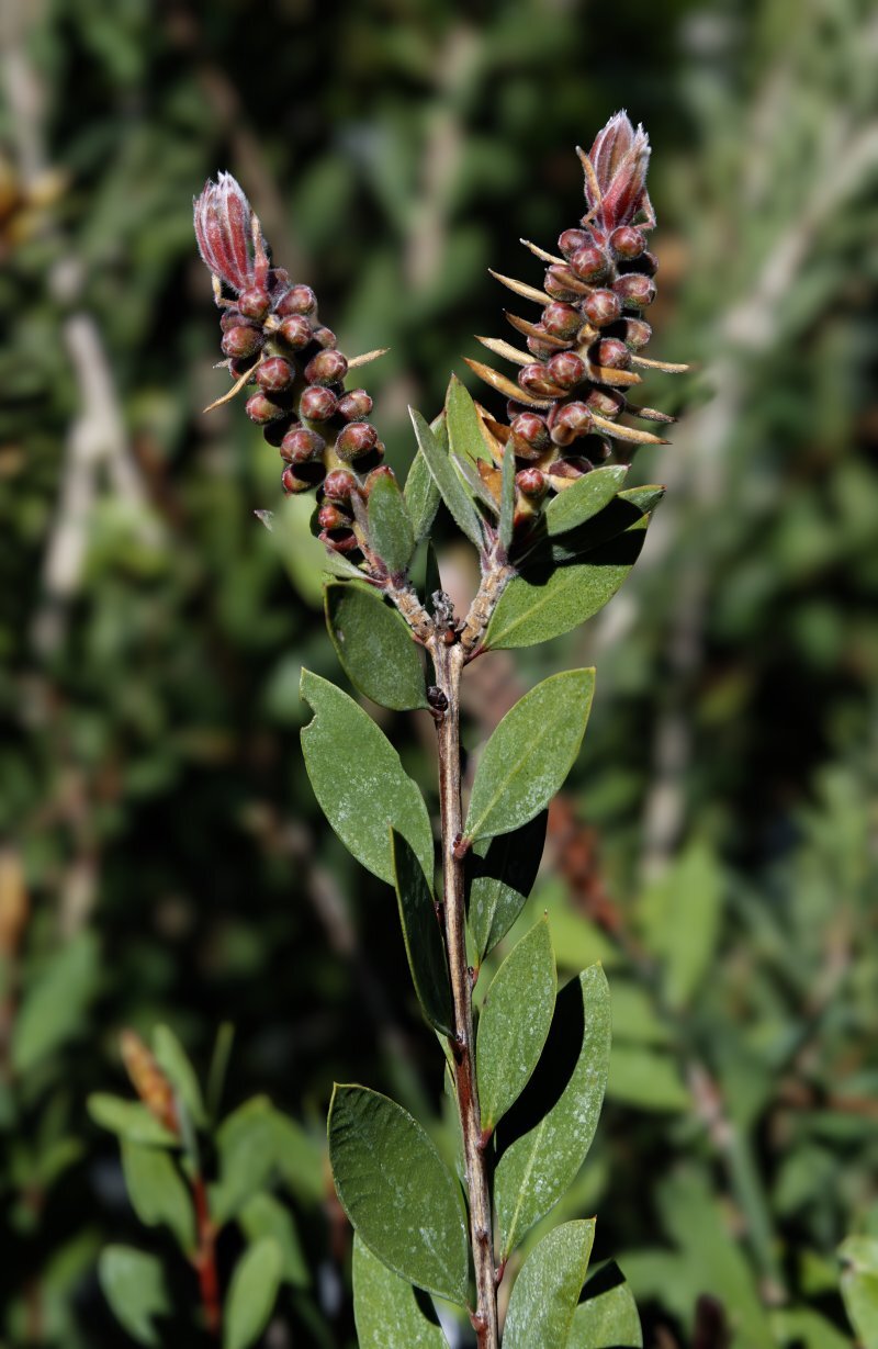 Callistemon viminalis G.Don ex Loud