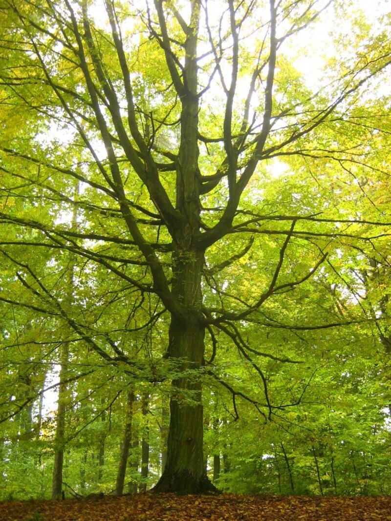 Carpinus betulus L