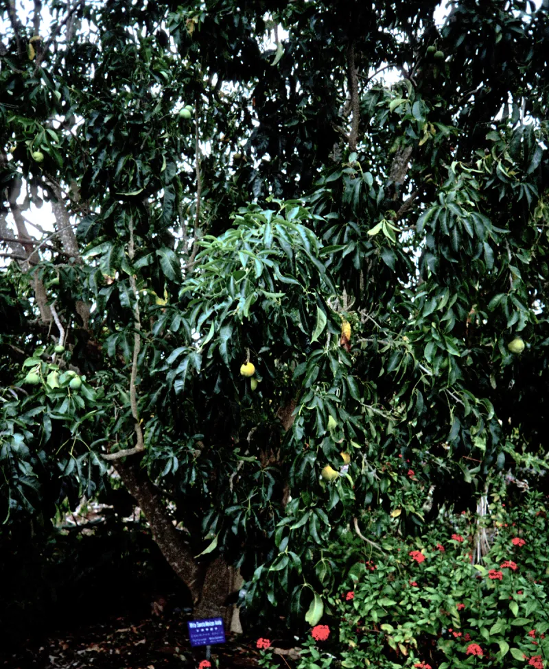 Casimiroa edulis Llave & Lex