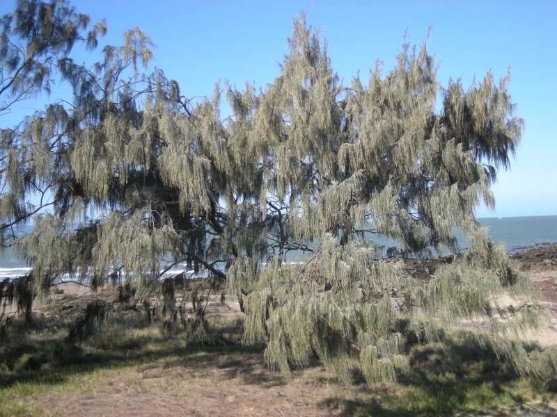 Casuarina equisetifolia L