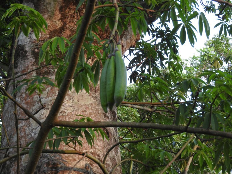 Ceiba pentandra