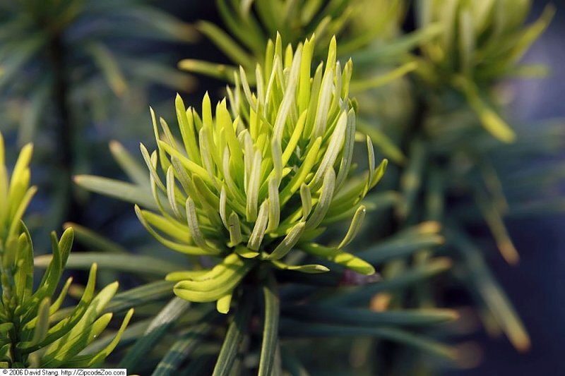 Cephalotaxus harringtonia