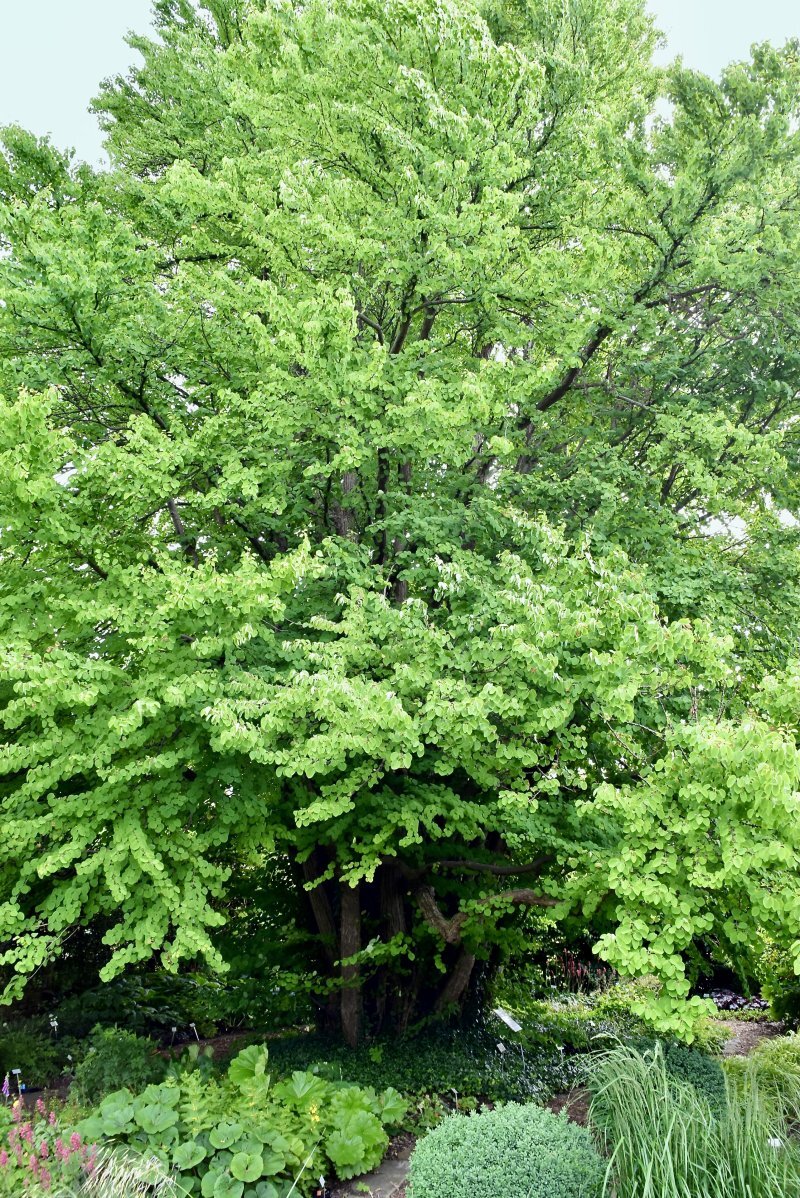 Cercidiphyllum japonicum Siebold & Zucc