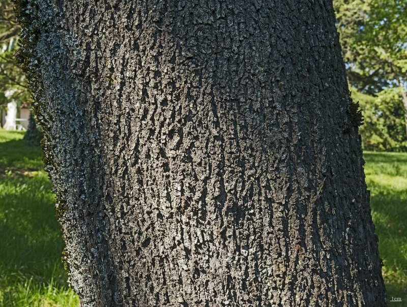 Cercis siliquastrum L