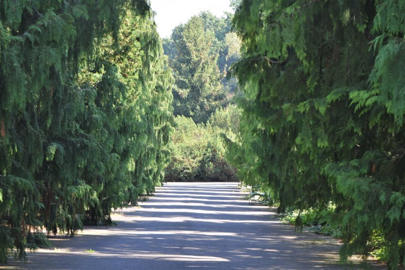 Chamaecyparis lawsoniana