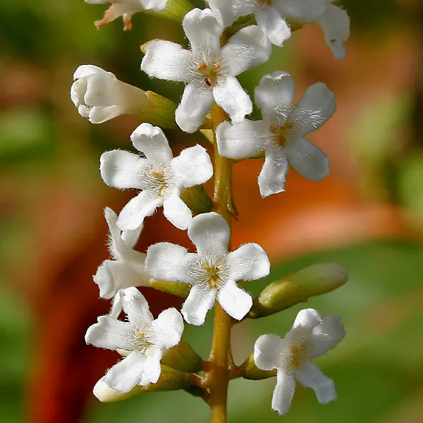 Citharexylum spinosum L.