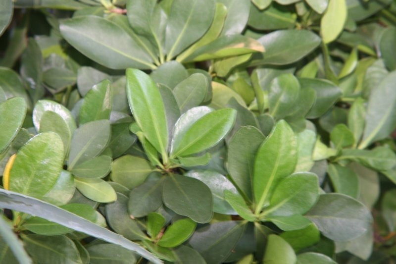 Corynocarpus laevigata J.R.Forst. & G. Forst